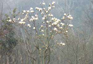 印顺导师思想讲座在香港中国文